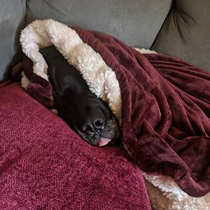Roscoe - Dog snuggled in blanket